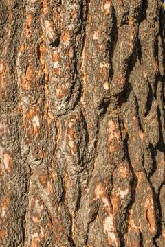 Brown tree bark pattern for background,Ready for product display montage. Stock Photos
