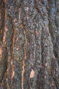Brown tree bark pattern for background,Ready for product display montage. Stock Photos