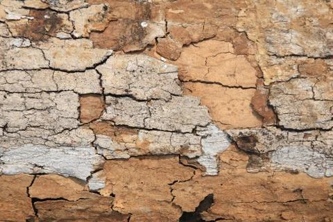 Brown tree bark Stock Photos