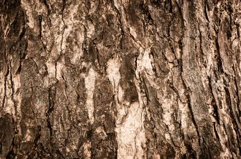 Brown tree bark Stock Photos