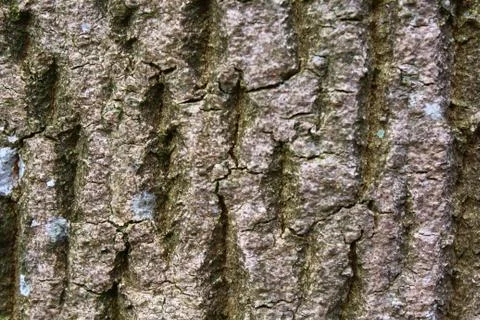 Brown tree bark Stock Photos