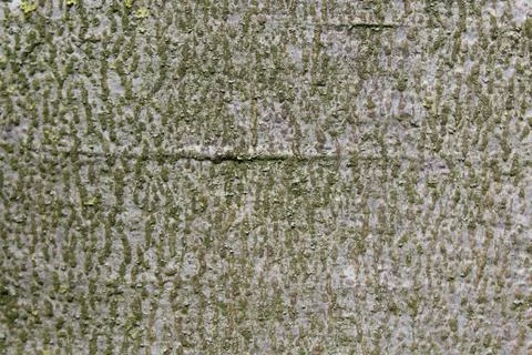 Brown tree bark Stock Photos