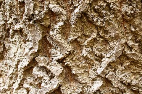Brown tree bark Stock Photos