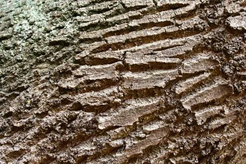 Brown tree bark Stock Photos