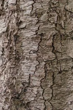 Brown tree bark Stock Photos