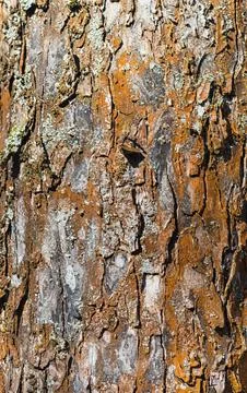 Brown   tree bark texture of apple tree Stock Photos