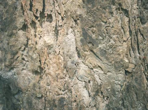 Brown Tree Bark Texture Background Vintage Stock Photos