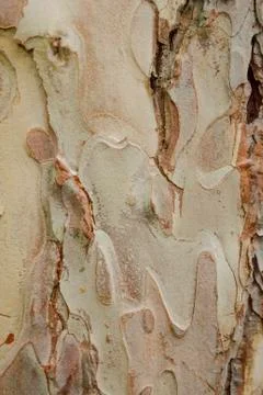 Brown tree bark texture closeup Stock Photos