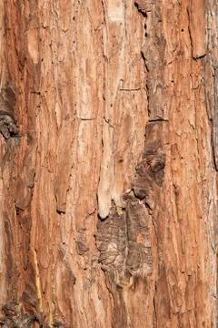 Brown tree bark texture Stock Photos
