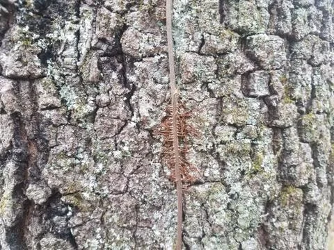 Brown tree bark on tree trunk with vine and moss Stock Photos