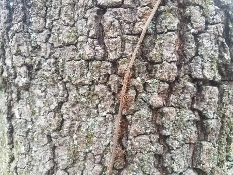 Brown tree bark on tree trunk with vine and moss Stock Photos