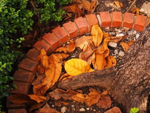 Brown tree base, red brick round border, fallen leaves Foto stock