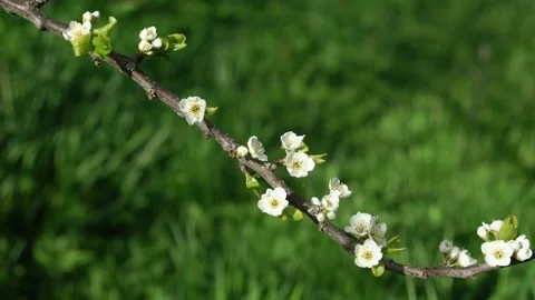 Brown tree branch with white small flowers waved by wind Video stock 163760844