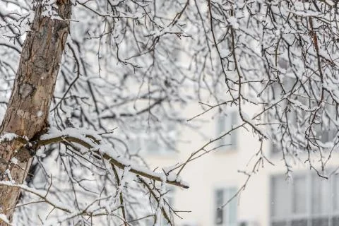 Brown tree branches covered with white fresh fluffy snow are in winter day Stock Photos