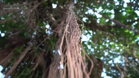 Brown Tree branches Hanging, tree roots, Ficus religiosa, Brown tree background 스톡 동영상 175910237