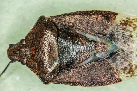 Brown tree bug with antennae and compound eyes Stock Photos
