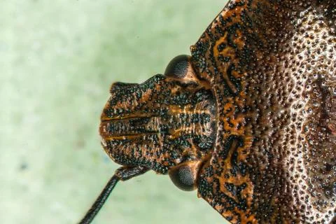 Brown tree bug with antennae and compound eyes Stock Photos