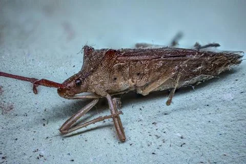 Brown tree bug with compound eyes Stock Photos