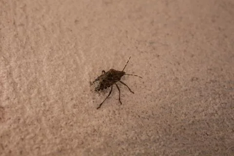 Brown tree bug Stock Photos