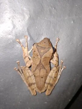 Brown Tree Frog Close-Up On Dark Surface With Intricate X-Shaped Back Pattern 写真素材