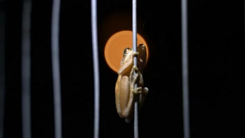 Brown tree frog Hanging wire fence Stock Footage 151255956
