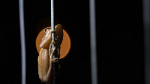 Brown tree frog Hanging wire fence Video stock 158288823