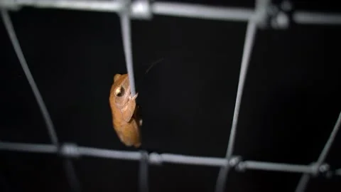 Brown tree frog Hanging wire fence Video stock 160277616