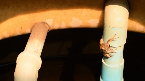 Brown tree frog jumping. Stock Footage 90851275