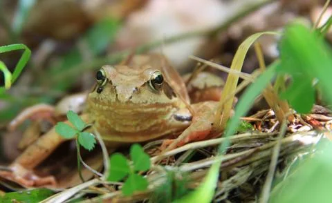 Brown tree frog in mountain forest in Romania Foto stock