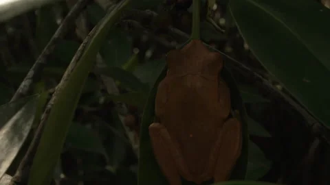 Brown tree frog resting on leaf in tropical vegetation Stock Footage 331144007