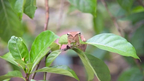 A brown tree frog sitting on a tree branch looking at the camera. Stock Footage 97233351