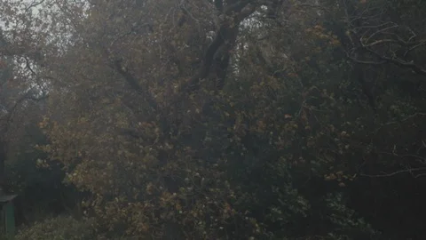 Brown Tree in a garden blowing in the stormy wind on a bright grey day Stock Footage 101760179