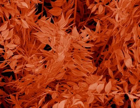 Brown Tree Leaf Flora Background Stock Photos