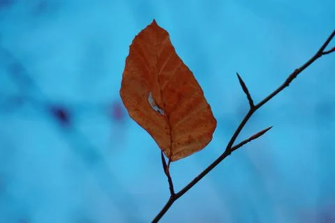 Brown tree leaves Stock Photos