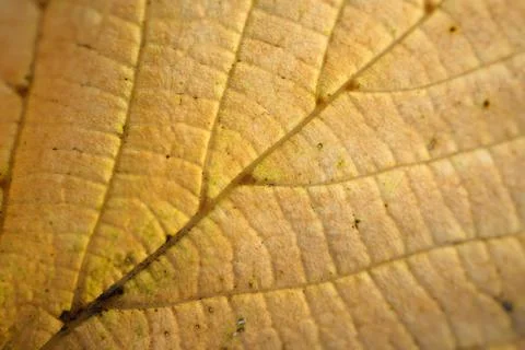 Brown tree leaves Stock Photos