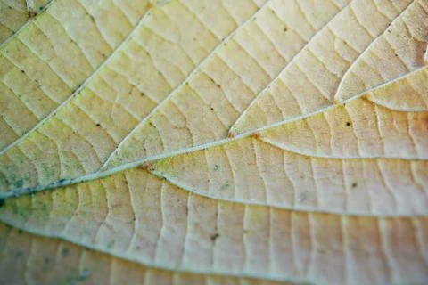 Brown tree leaves Stock Photos