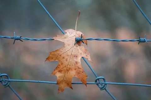 Brown tree leaves Stock Photos
