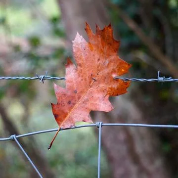 Brown tree leaves Stock Photos