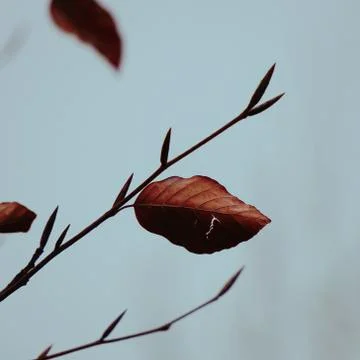 Brown tree leaves Stock Photos