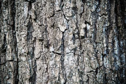 Brown tree material structure Stock Photos