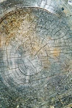 Brown tree material structure Stock Photos