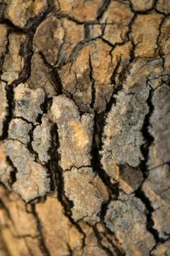 Brown tree nature texture background Stock Photos