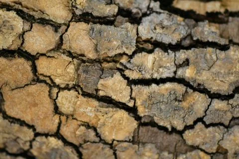 Brown tree nature texture background Stock Photos