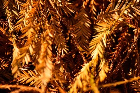 Brown tree nature texture background Stock Photos