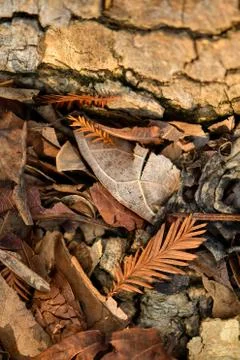 Brown tree nature texture background Stock Photos