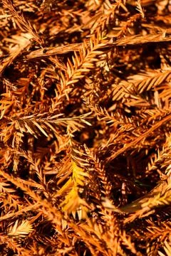 Brown tree nature texture background Stock Photos