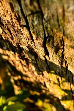 Brown tree nature texture background Stock Photos