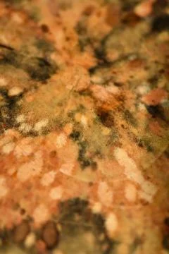 Brown tree nature texture background Stock Photos