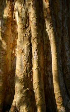 Brown tree nature texture background Stock Photos