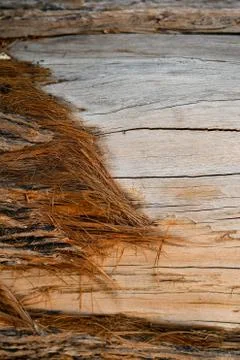 Brown tree nature texture background Stock Photos